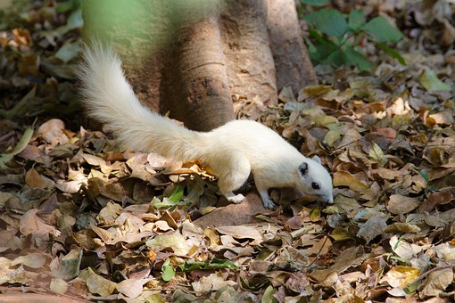 O0127532 - Wat Khao Chan Ngam