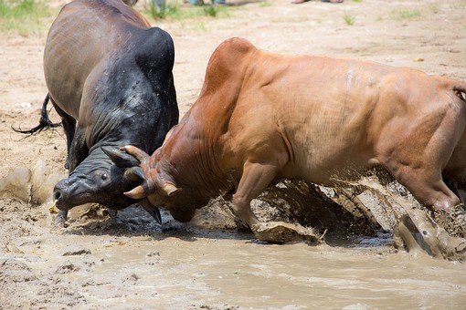 P0606135 - Bullfighting