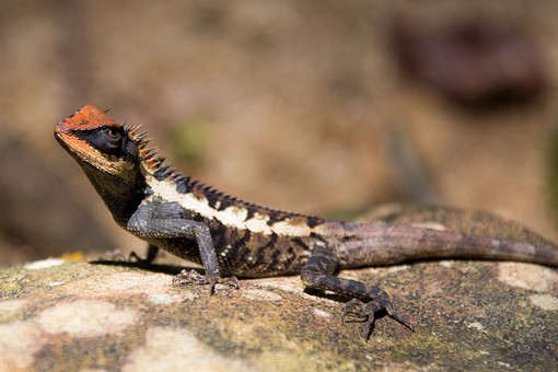 P0816388 - Namtok Karom