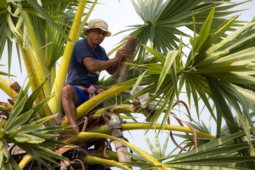 P1011383 - Sugar Plam Tree