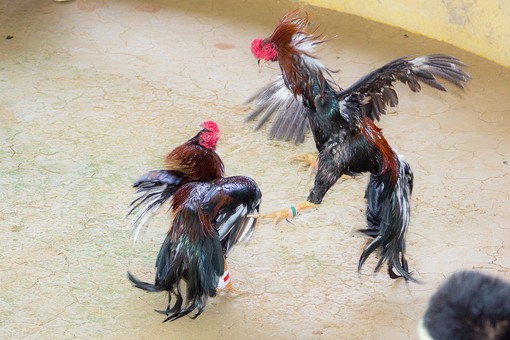 P1018315 - Cocks Fighting