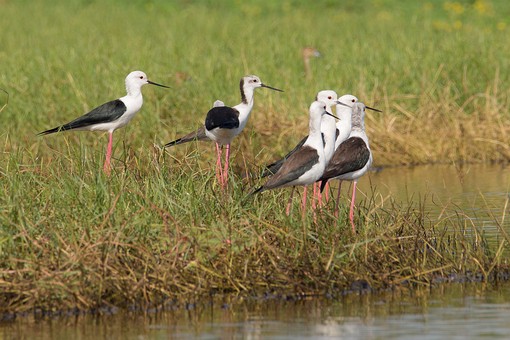 Q0109160 - Khu Khut Waterfowl P