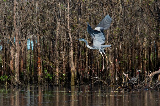 Q0109324 - Khu Khut Waterfowl P