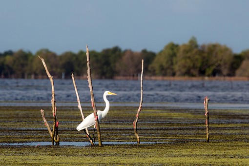 Q0109385 - Khu Khut Waterfowl P