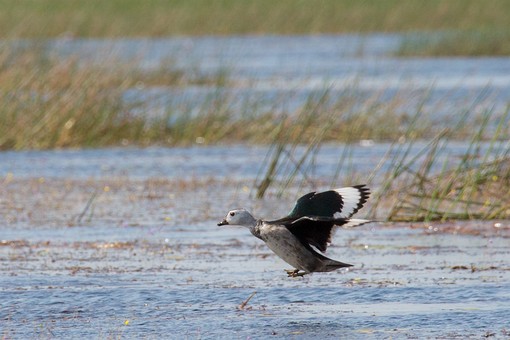 Q0124154 - Thale Noi