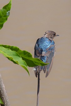 Q0124340 - Thale Noi