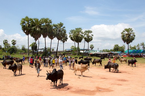 Q0213117 - Bullfighting