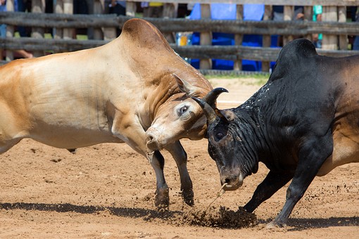 Q0214082 - Bullfighting