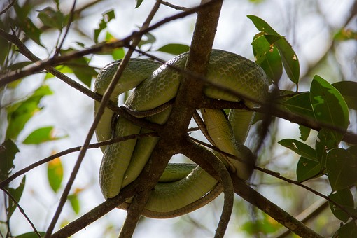 Q0721162 - Takua Pa River