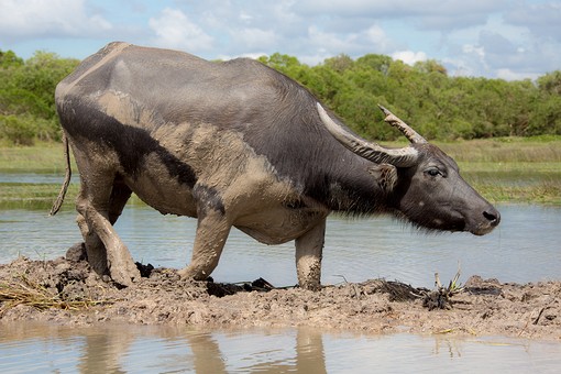 R0205379 - Thale Noi