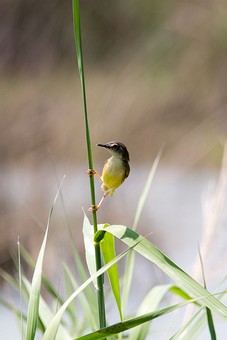R0319033 - Hat Thong