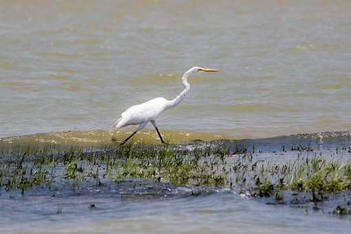 R0319086 - Hat Thong