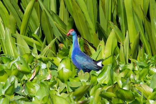 S0128009 - Thale Noi