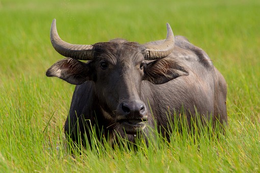 S0128068 - Thale Noi