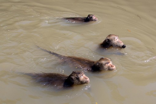 T0310125 - Ban Khlong Khon