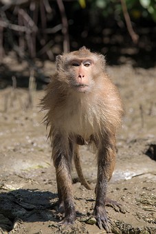 T0310182 - Ban Khlong Khon