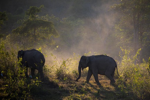 T0312394 - Wildlife Watching Ar