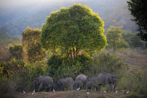 T0312438 - Wildlife Watching Ar