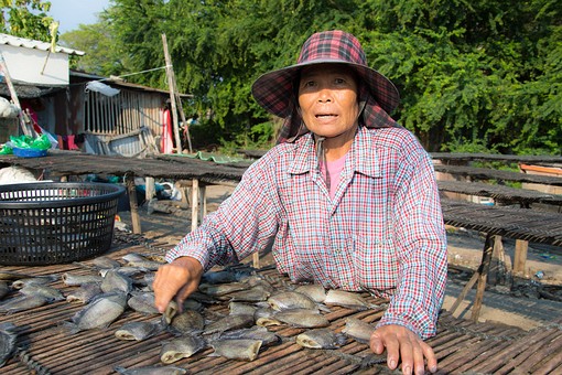 T0406348 - Gourami Fish Farms