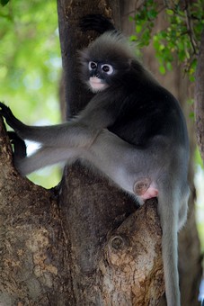 T0429205 - Khao Lom Muak