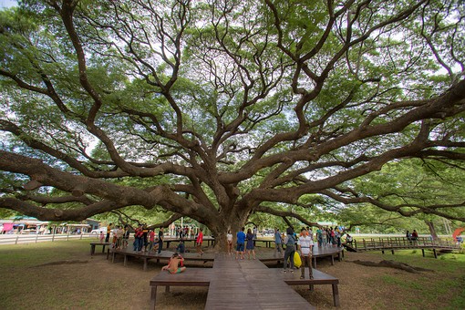 T0717079 - Giant Monkey Pod Tre