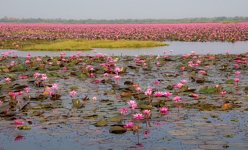 T1227256 - Red Lotus Lake